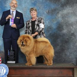Pandi - Chow Chow