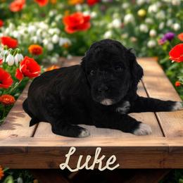 Luke - Black male Goldendoodle puppy in Shelby Township, Michigan from Shelby Doodles MI LLC