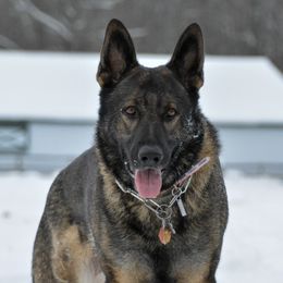 River - German Shepherd