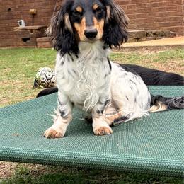Judge - Dachshund