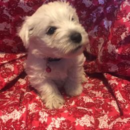 West Highland White Terriers from Gallahad Kennel