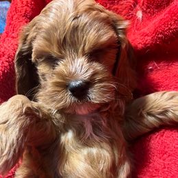 Poppy - Red female Cavapoo puppy in Maple Grove, Minnesota from Honey Bit Kennels