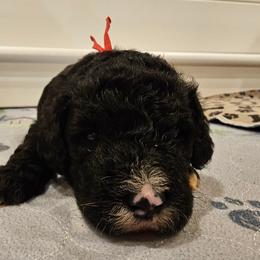 Red - Black and white male Bernedoodle puppy in Shelby, North Carolina from Forever Grateful Doodles
