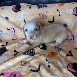 Layla - Cream female Dachshund puppy in Lake City, Florida from My Ditzy Doxies of Florida