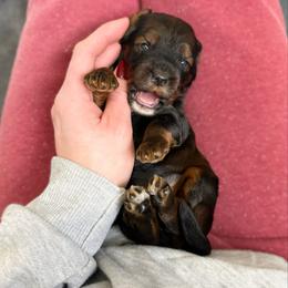 Espresso - Sable - Red female Australian Labradoodle puppy in Wamego, Kansas from Doodles of Oz