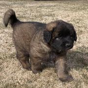 Leonbergers from Kamenah Leonbergers