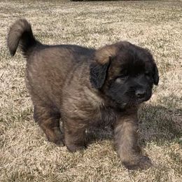 Leonbergers from Kamenah Leonbergers
