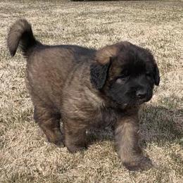 Leonbergers from Kamenah Leonbergers