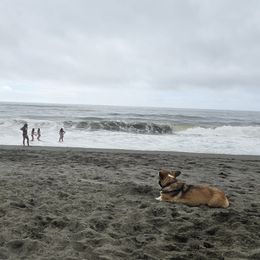 Pembroke Welsh Corgi Puppies from Triple M Ranch Corgi's