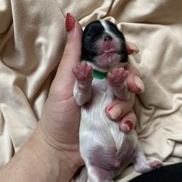 Boy 3 - Black and white Shih Tzu puppy in Moreno Valley, California from Legacy Shihtzus