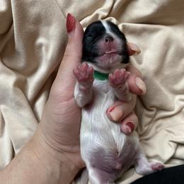 Boy 3 - Black and white Shih Tzu puppy in Moreno Valley, California from Legacy Shihtzus