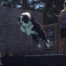 Sammy - Border Collie