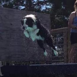 Sammy - Border Collie
