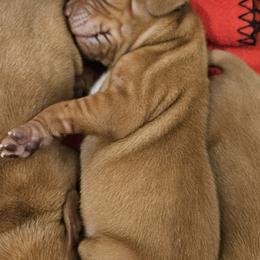 Vizsla Puppies from Marco Pierobon