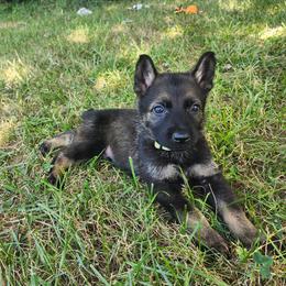 Winston (Yellow male) - Sable male German Shepherd puppy in Winchester, Kentucky from Del Lago Canine