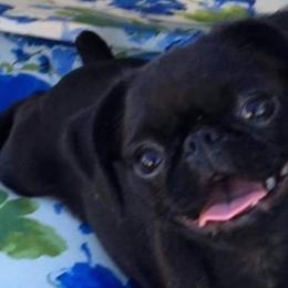 Brussels Griffons and Cane Corso from Icon Cane Corso