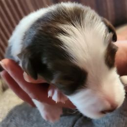 Girl 4 - White and red Border Collie puppy in Mt. Jackson, Virginia from Timeless Border Collies