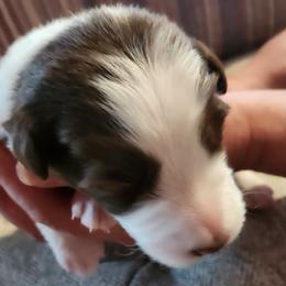 Girl 4 - White and red Border Collie puppy in Mt. Jackson, Virginia from Timeless Border Collies