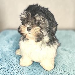 Black and white boy 2 - Black and white male Havanese puppy in Williamson, Georgia from Windyhill Havanese