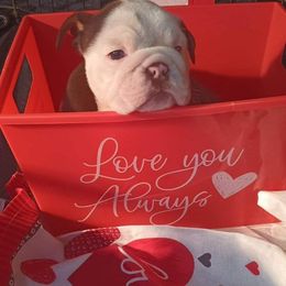 Bulldog Puppies from Stackedup Bulldogz