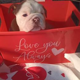 Bulldog Puppies from Stackedup Bulldogz