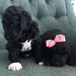 Goldendoodle and Poodle Puppies from Crane Train Poodles & Doodles