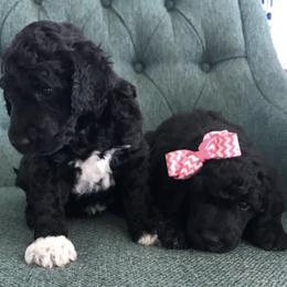 Goldendoodle and Poodle Puppies from Crane Train Poodles & Doodles