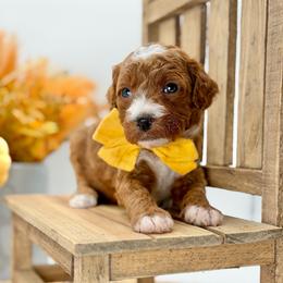 Zeppelin - Red  male Goldendoodle puppy in Queen Creek, Arizona from Goldendoodle AZ