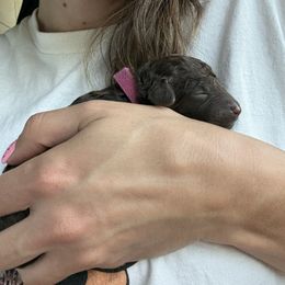 Raspberry Girl - Brown female Poodle puppy in Hawkins, Texas from Bible Belt Ranch