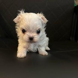 Boy 1 - White male Maltese puppy in Mooresville, North Carolina from Clearview Canines