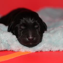 King - Black male Labrador Retriever puppy in Morrilton, Arkansas from Ancient Dogges Performance Dogs