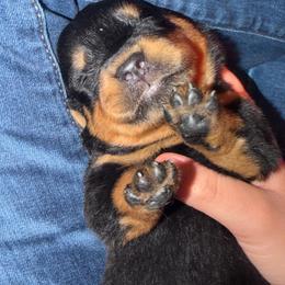 Girl 2nd pick - Black and mahogany female Rottweiler puppy in Fredericktown, Missouri from Obsessions Rottweiler