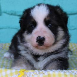 Yellow colored female - Panda female German Shepherd puppy in Yakima, Washington from Bahr-S German Shepherds