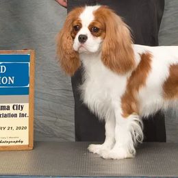 Cavalier King Charles Spaniel All Grown Up from Evera True Spaniels by Michele True