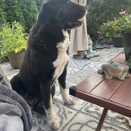 Central Asian Shepherd Dog All Grown Up from Alabaivalley