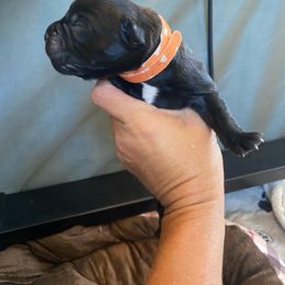 Boy 4 - Black brindle Cane Corso puppy in Mercer, Pennsylvania from Midnight Cane Corso USA