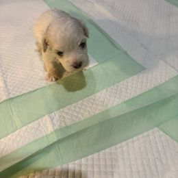 Winnie - White female Havanese puppy in Laurel, Indiana from Honey-Bee Home Havanese