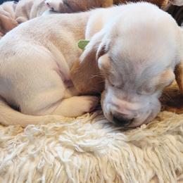 Mordecai - Lemon and white male Basset Hound puppy in Bellaire, Ohio from Blessed Bassets