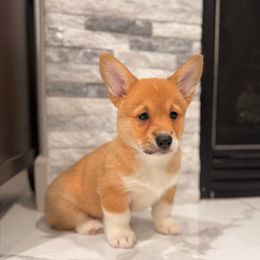 Gracie - Ready Now - Fully Health Tested Parents - Red female Pembroke Welsh Corgi puppy in Los Angeles, California from Limitless Huskies
