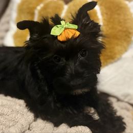 Bella Pearl - Yorkshire Terrier