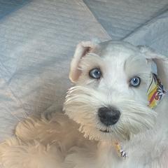 Miniature Schnauzer Puppies from Incredible_Schnauzers