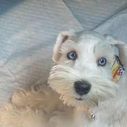 Miniature Schnauzer Puppies from Incredible_Schnauzers