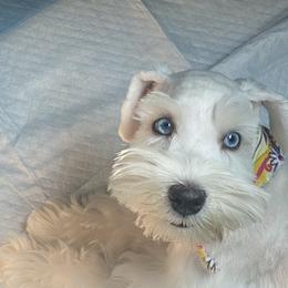 Miniature Schnauzer Puppies from Incredible_Schnauzers