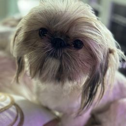 Coco - Shih Tzu