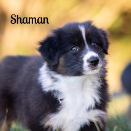 Shaman - Black tri-color female Australian Shepherd puppy in Benton City, Washington from Eventide Australian Shepherds