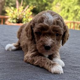 Goldendoodle Puppies from Bethel Stream Goldendoodles