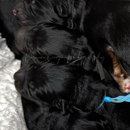 Male 1 - Black male German Shepherd puppy in New Jersey from Stahlhaus ( Previously Buffelbach Farmstead Shepherds)