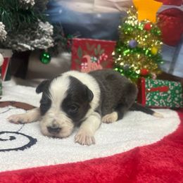 Malcom-blue and white - Blue male Border Collie puppy in Chattanooga, Tennessee from Ross Vegas Kennels