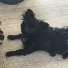 Puddin - Chihuahua