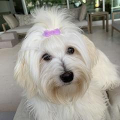 Vivian - Havana Silk Dog